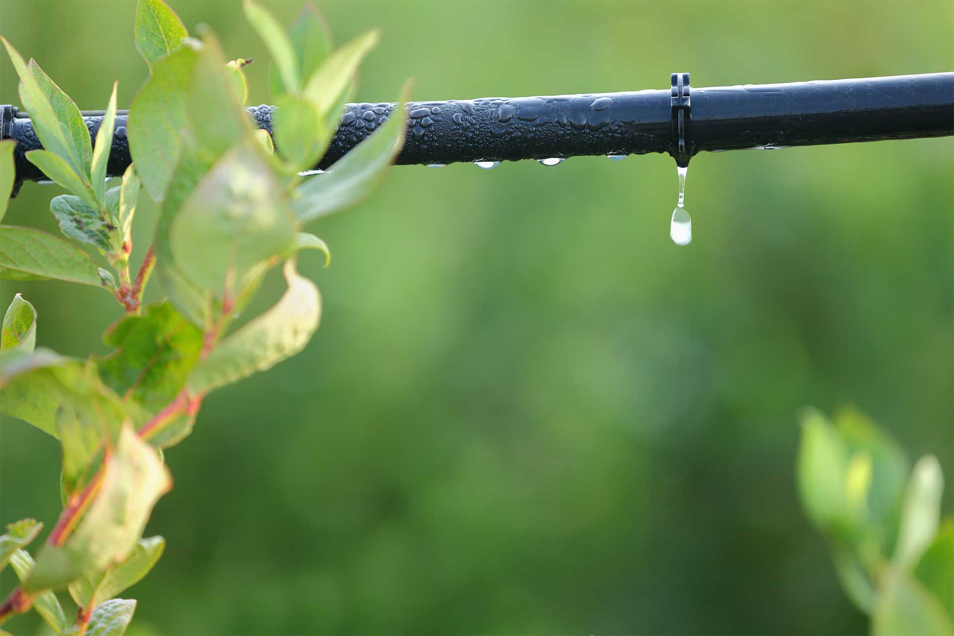 sistema-irrigazione-a-goccia-in-primo-piano