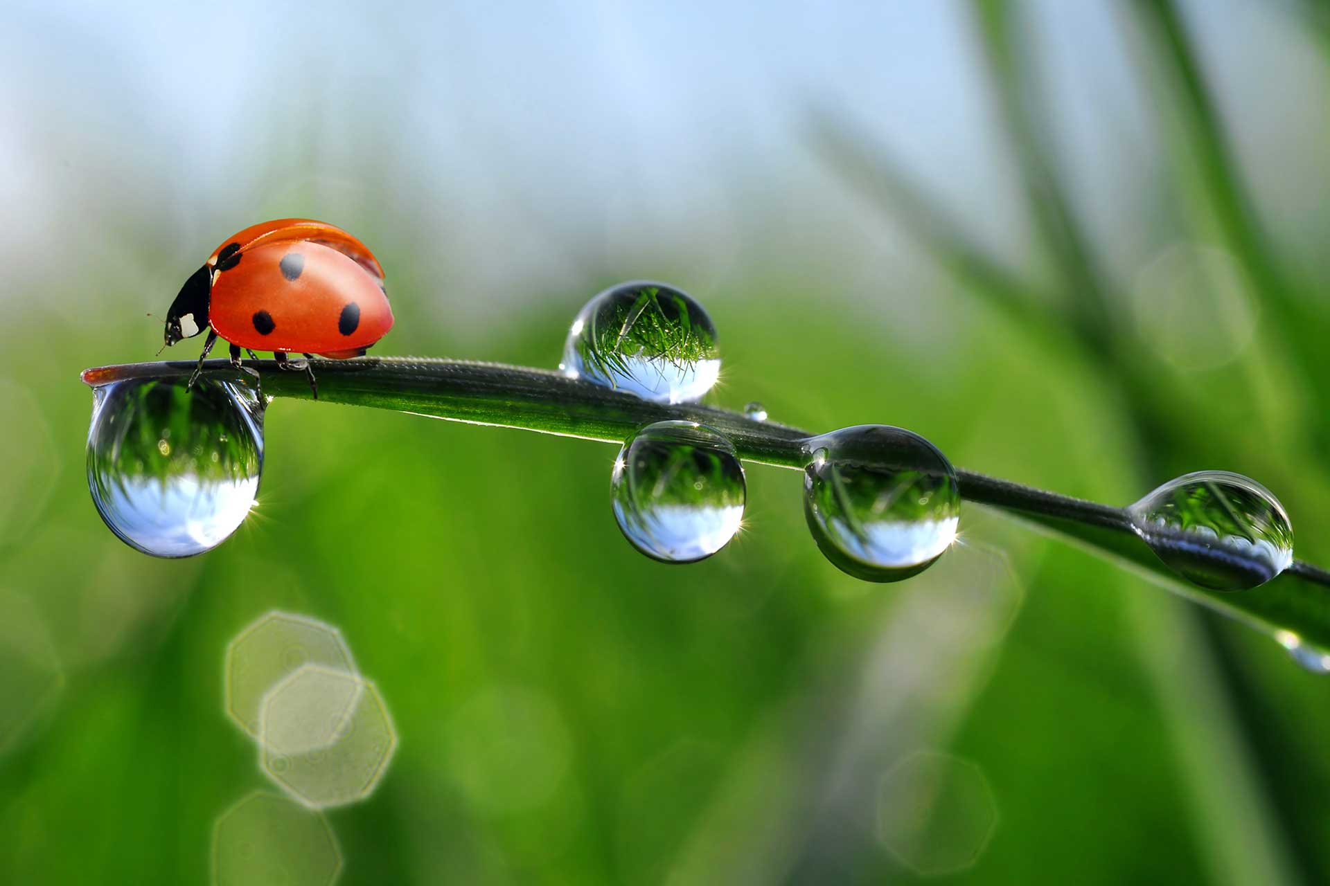 coccinella-foglia-goccia-acqua