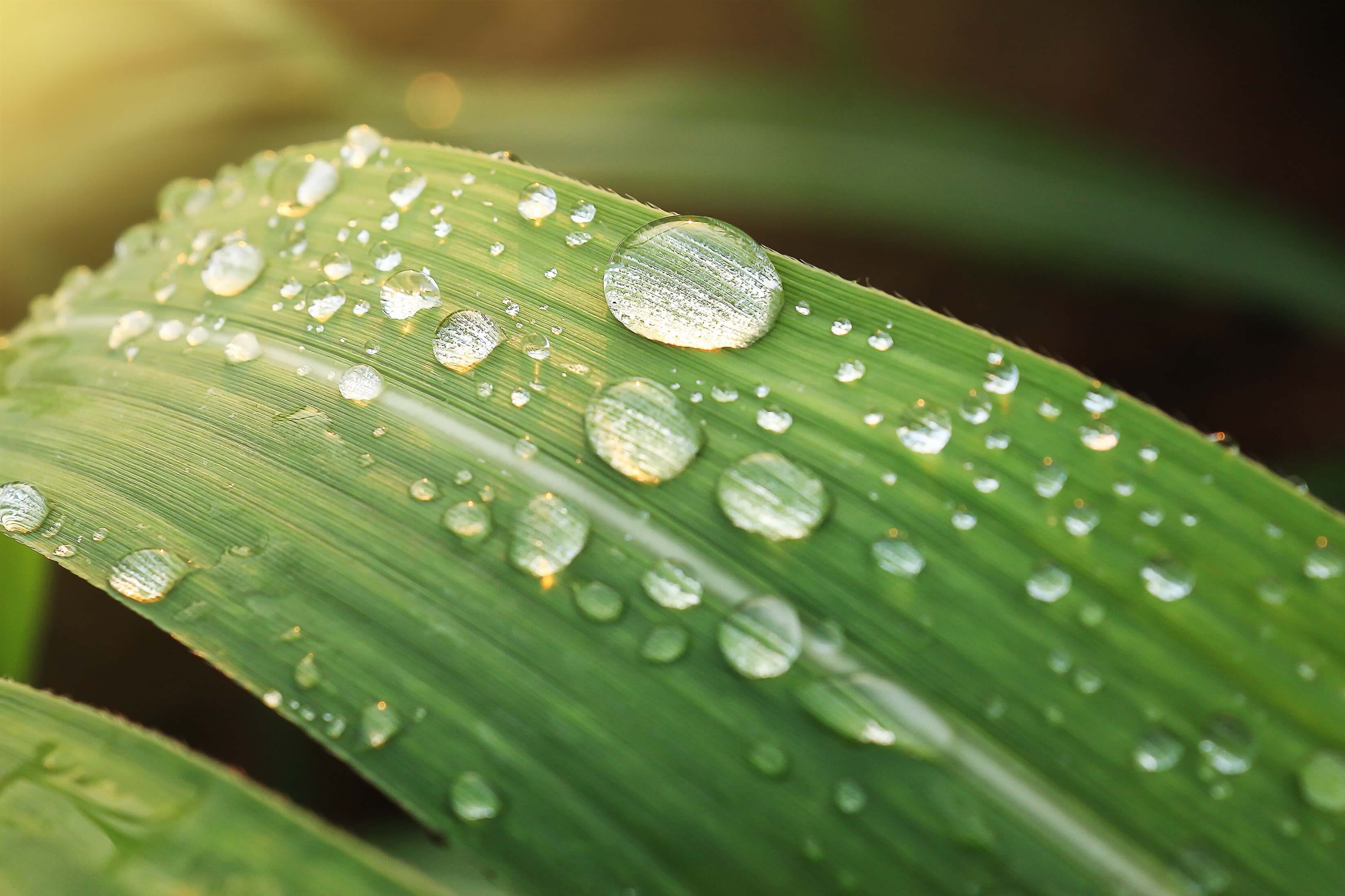 Leaf with water - Barchemicals